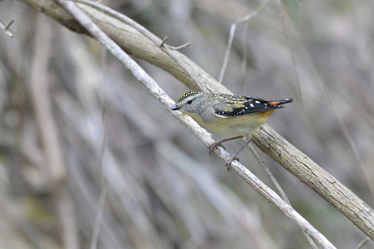 Spotted Pardalote - ML643782514