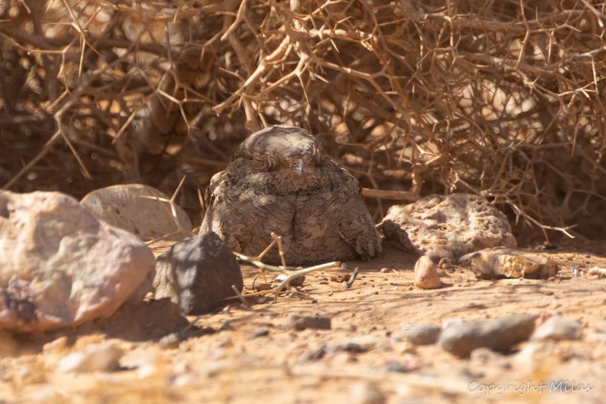 Egyptian Nightjar - ML643782518