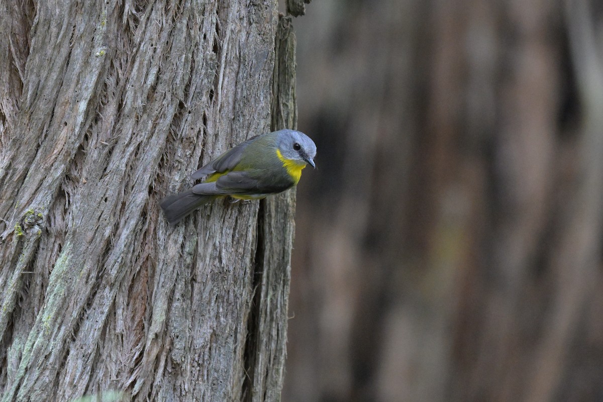 Eastern Yellow Robin - ML643782526