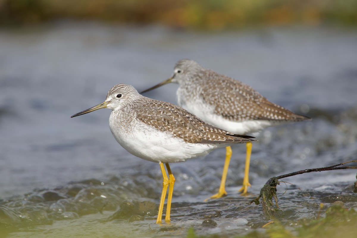 Greater Yellowlegs - ML643782528