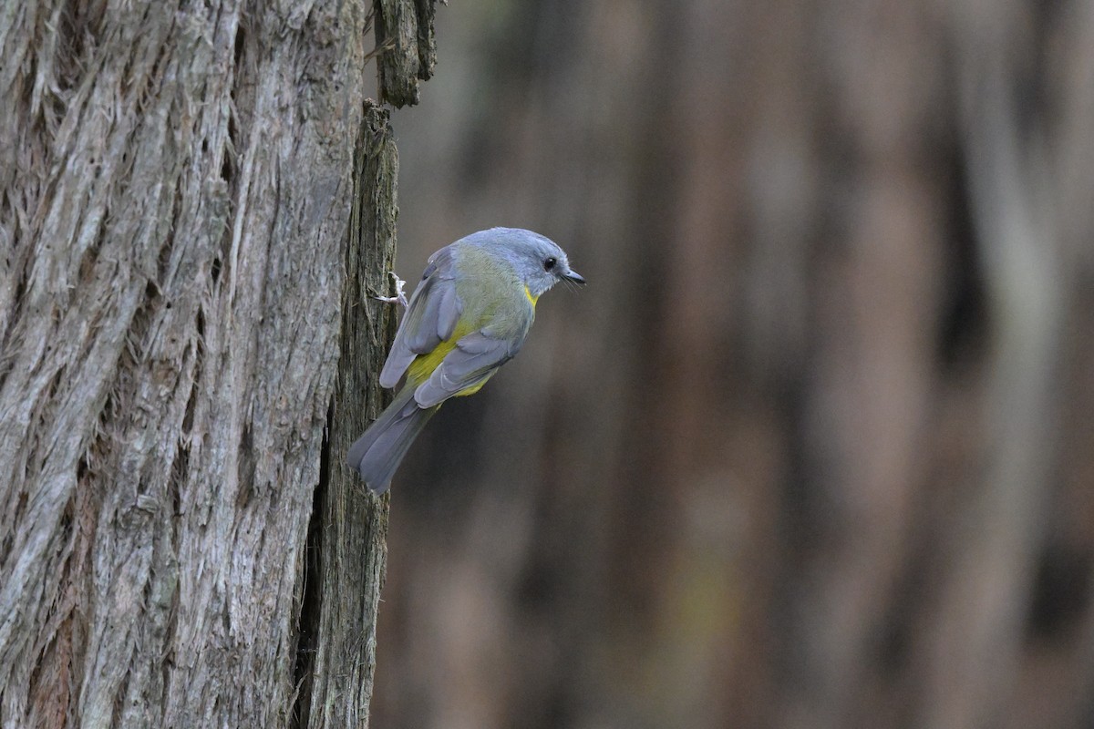 Eastern Yellow Robin - ML643782529