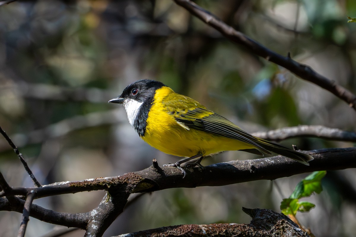 Golden Whistler (Eastern) - ML643782530