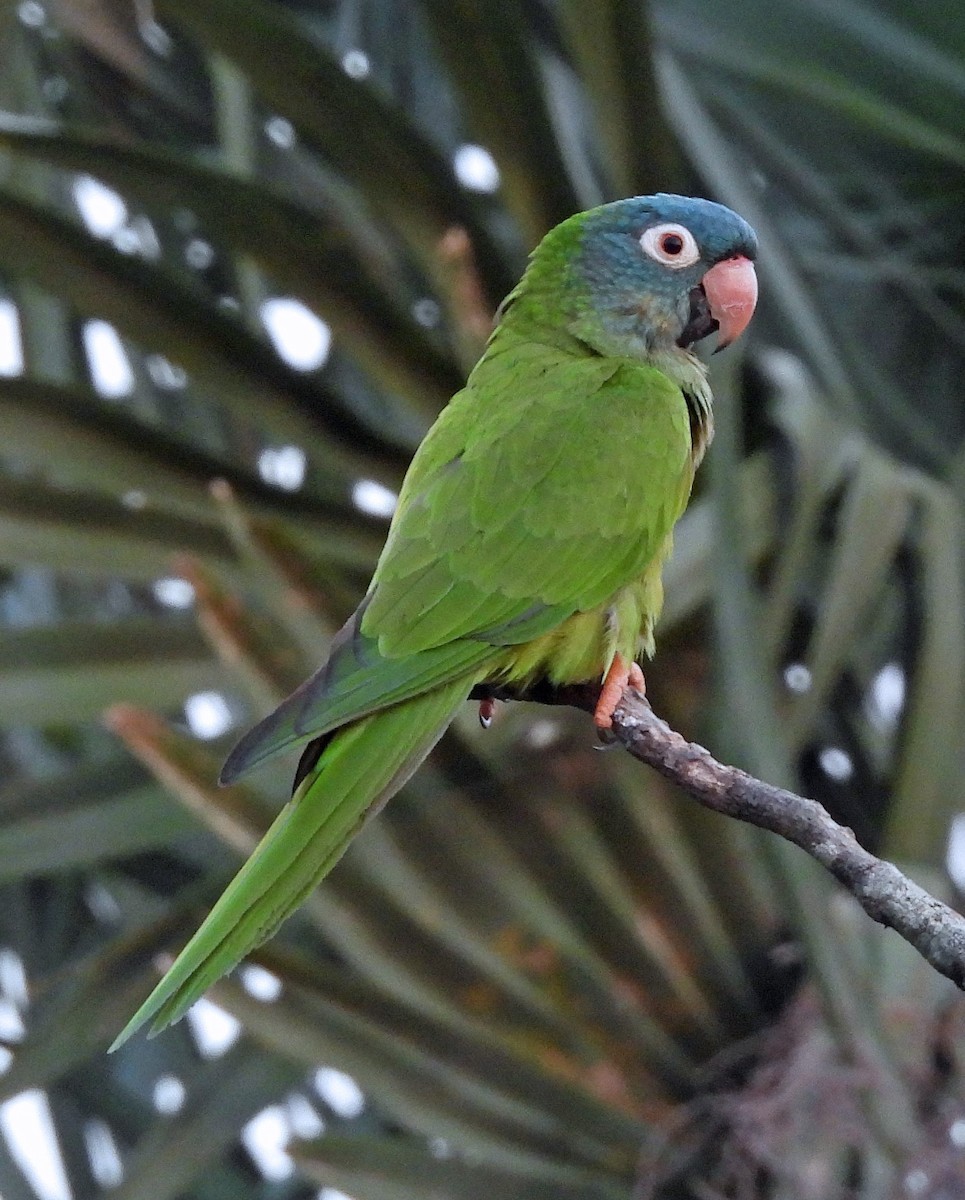 Blue-crowned Parakeet - ML643782533
