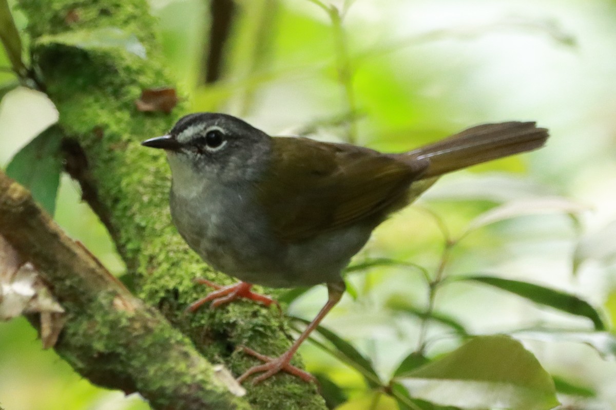 White-browed Warbler - ML643782536