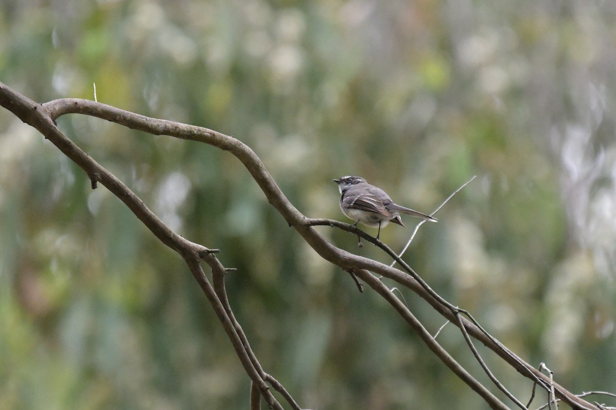 Gray Fantail - ML643782549
