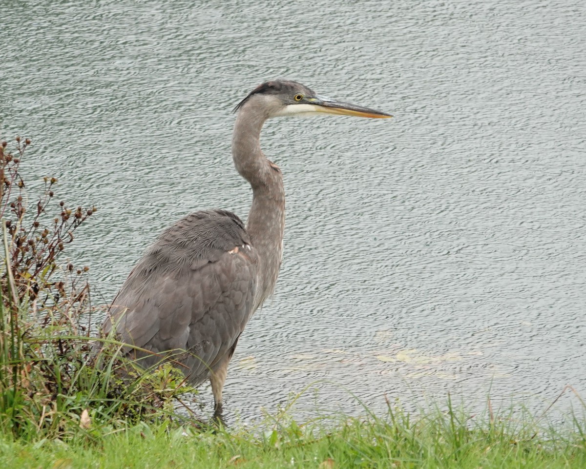 Great Blue Heron - ML643782557