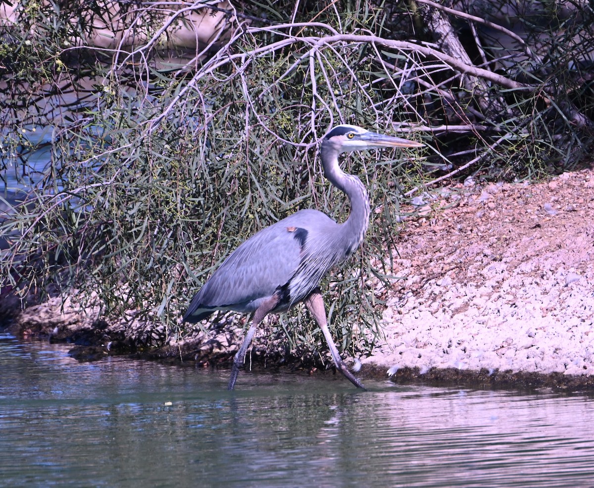 Great Blue Heron - ML643782560