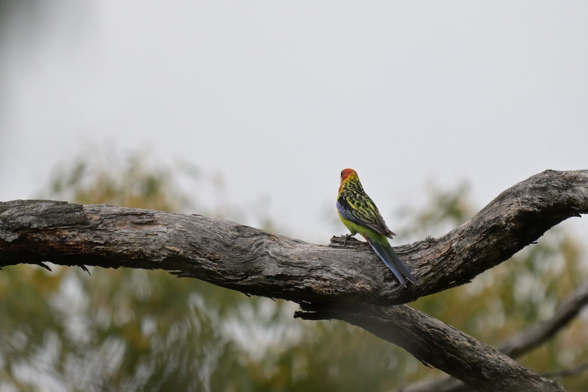 Eastern Rosella - ML643782563