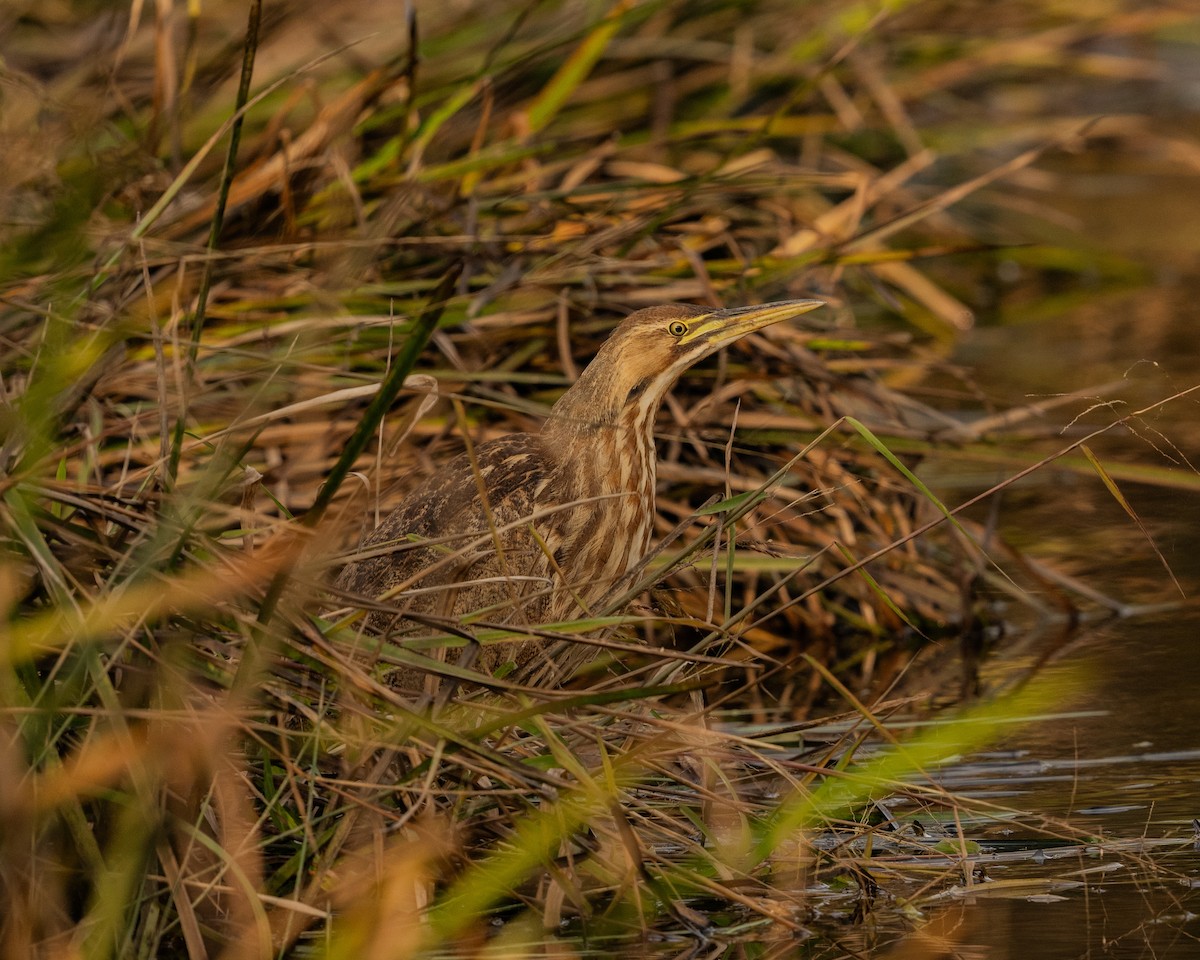 American Bittern - ML643782564