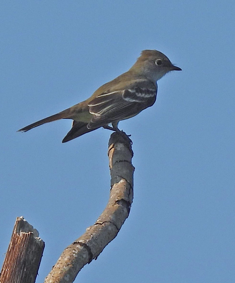 Large Elaenia - ML643782568