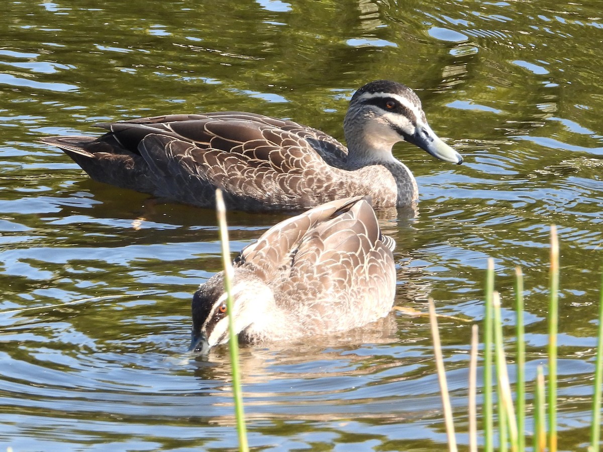 Pacific Black Duck - ML643782569