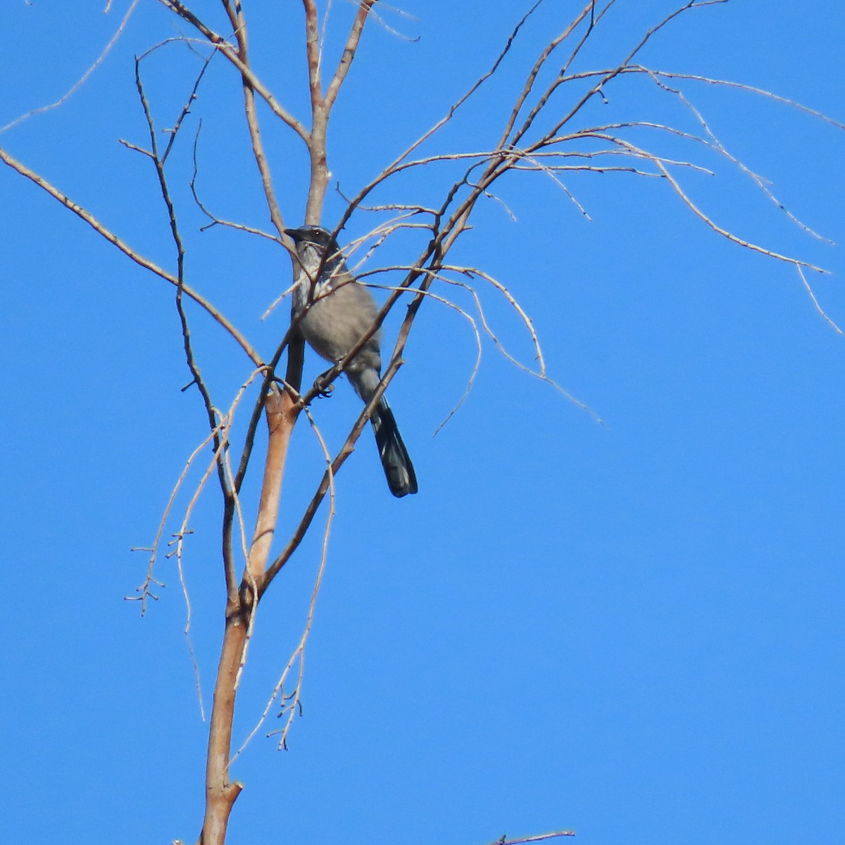 California Scrub-Jay - ML643782570