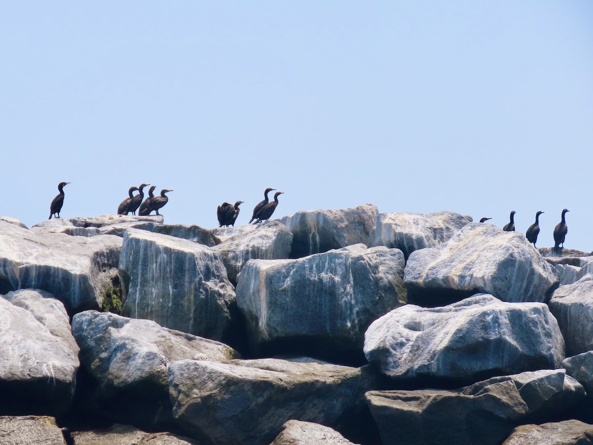 Brandt's Cormorant - ML643782573