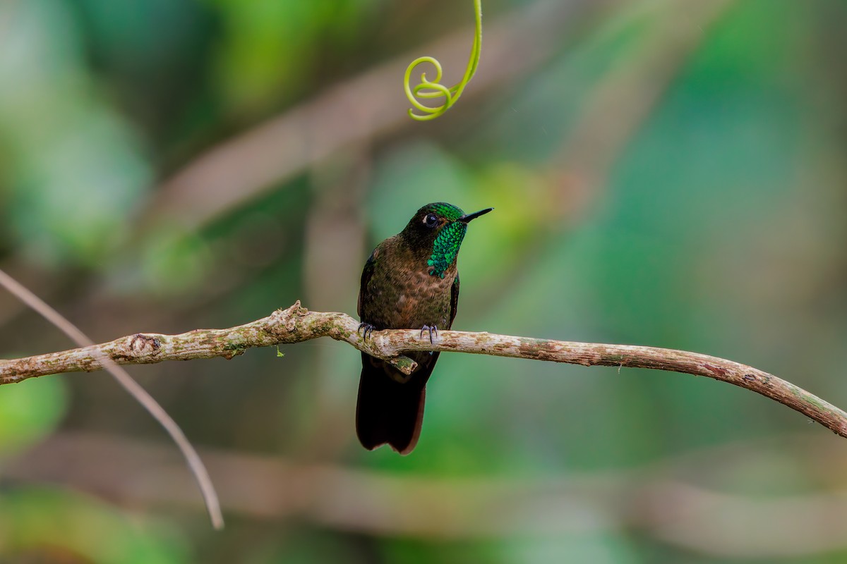 Tyrian Metaltail - ML643782580