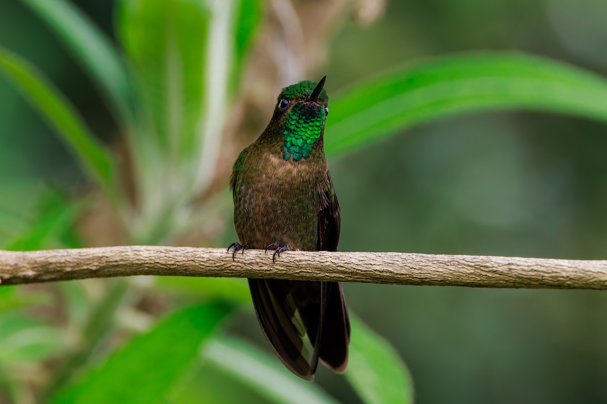 Tyrian Metaltail - ML643782581