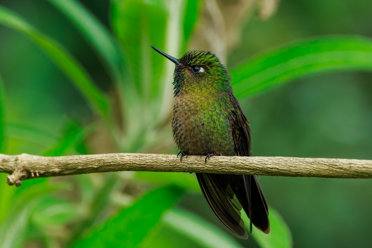 Tyrian Metaltail - ML643782582