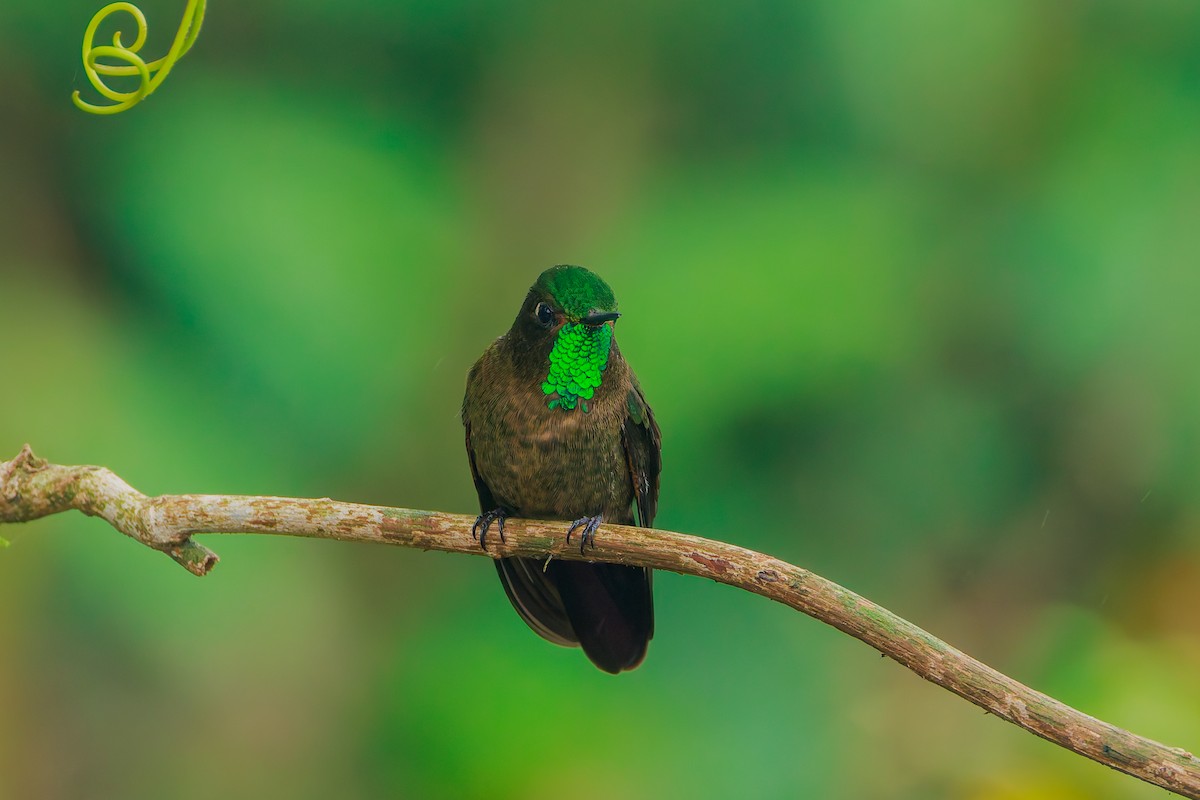 Tyrian Metaltail - ML643782583