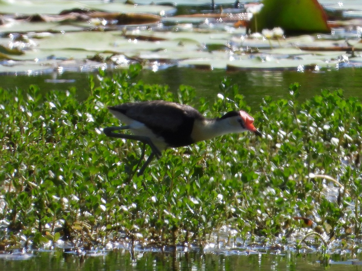 Comb-crested Jacana - ML643782585