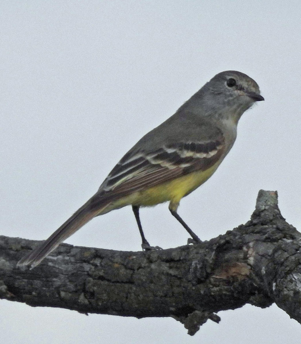 Southern Scrub-Flycatcher - ML643782586