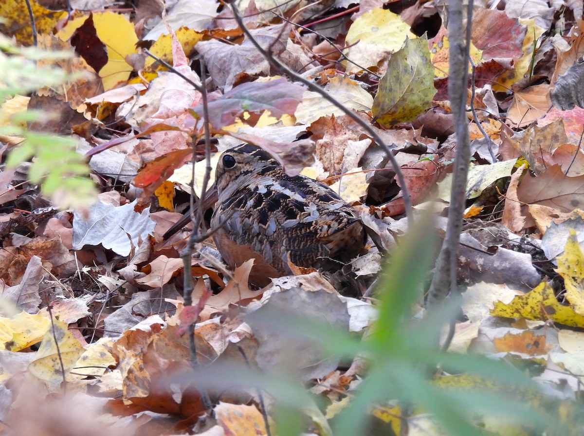 American Woodcock - ML643782587