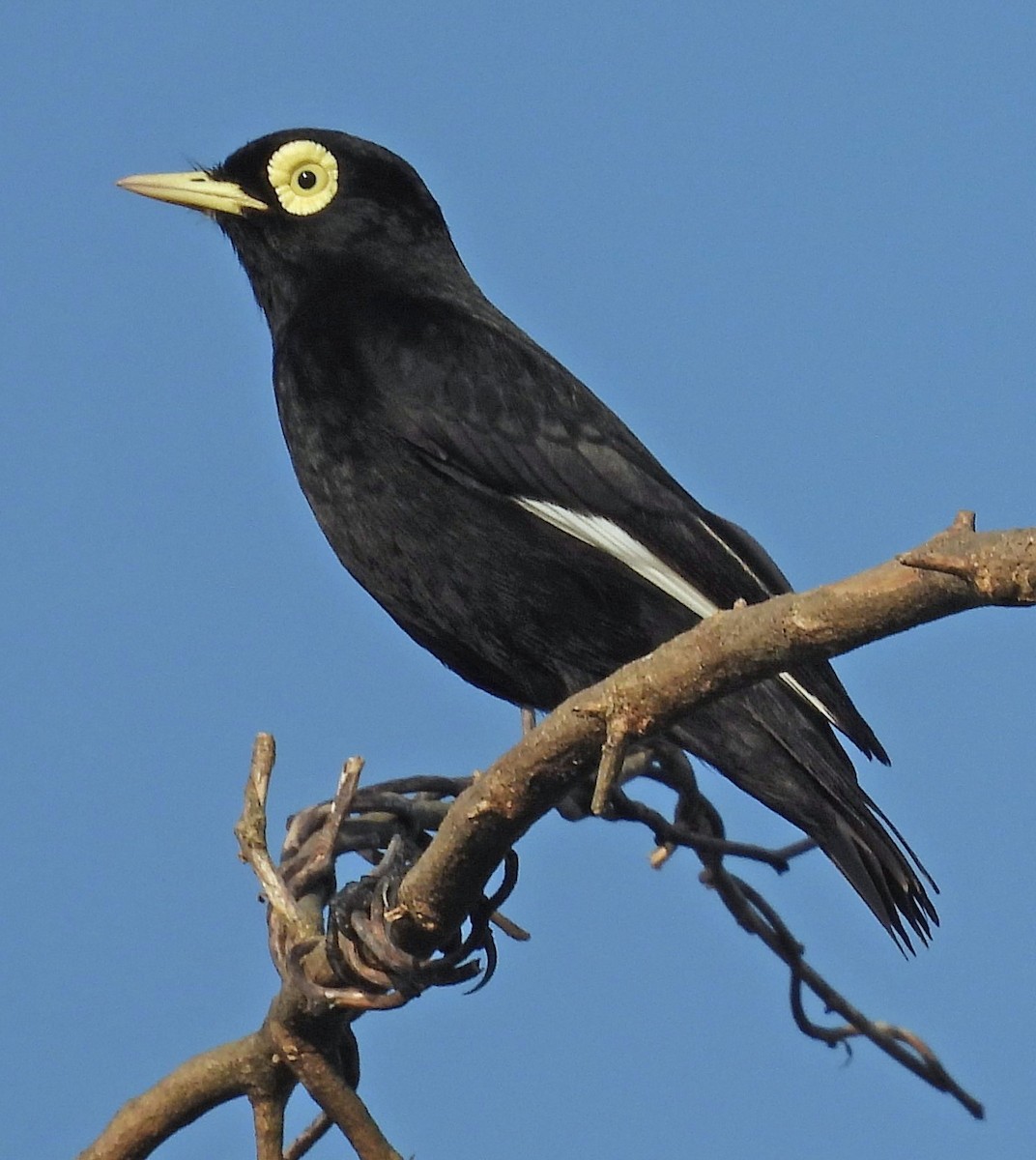 Spectacled Tyrant - ML643782594