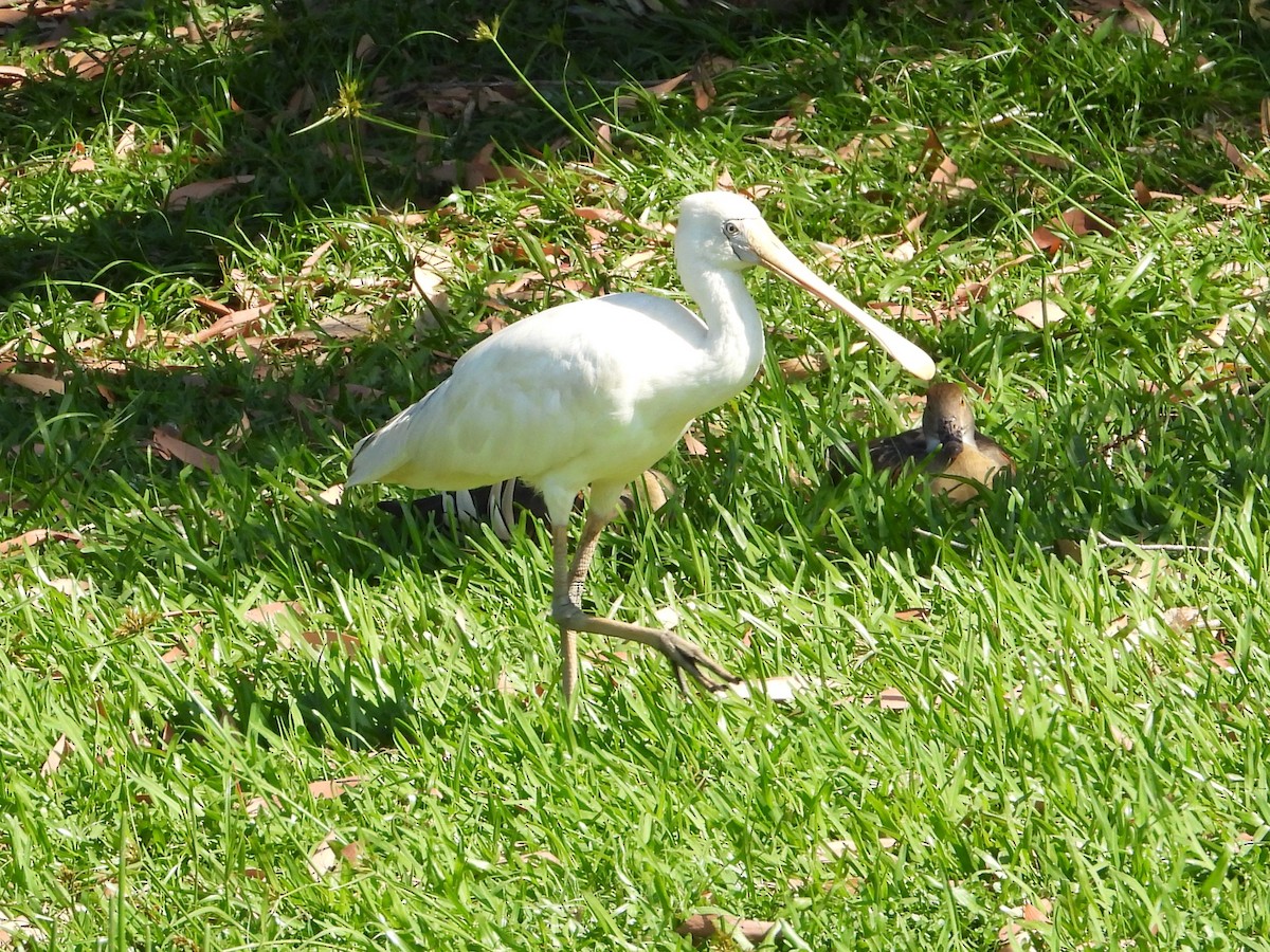 Yellow-billed Spoonbill - ML643782597