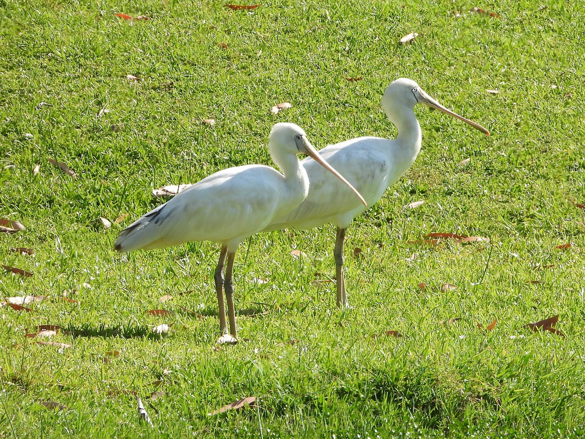 Yellow-billed Spoonbill - ML643782598