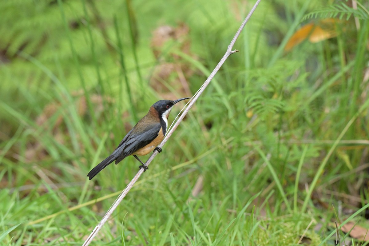 Eastern Spinebill - ML643782619