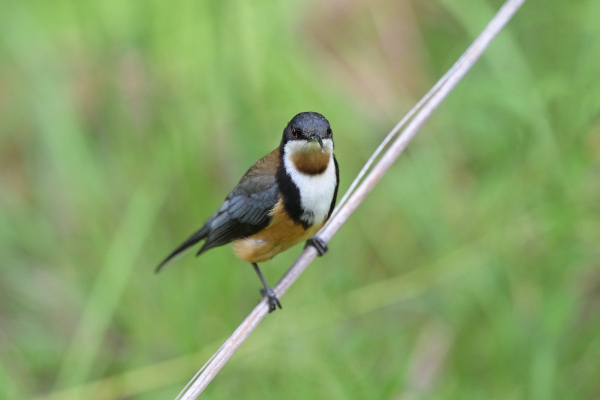 Eastern Spinebill - ML643782621