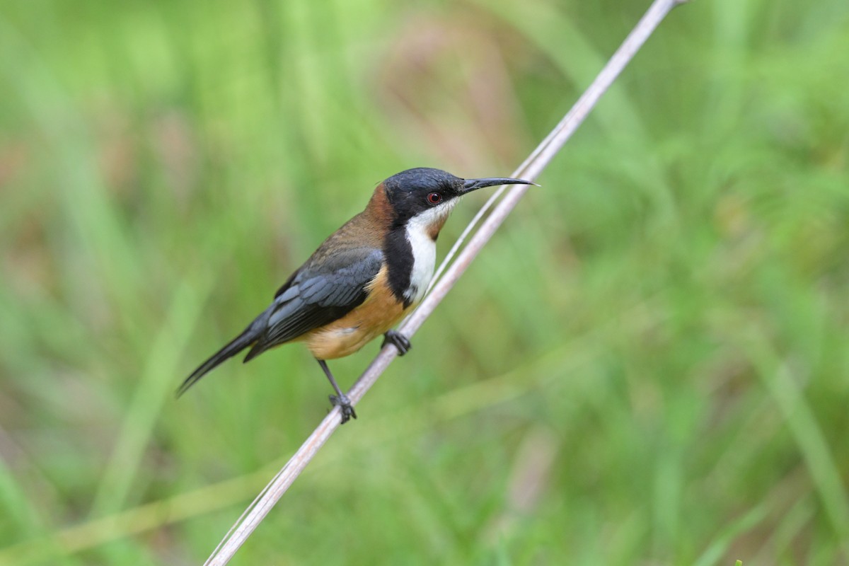 Eastern Spinebill - ML643782622