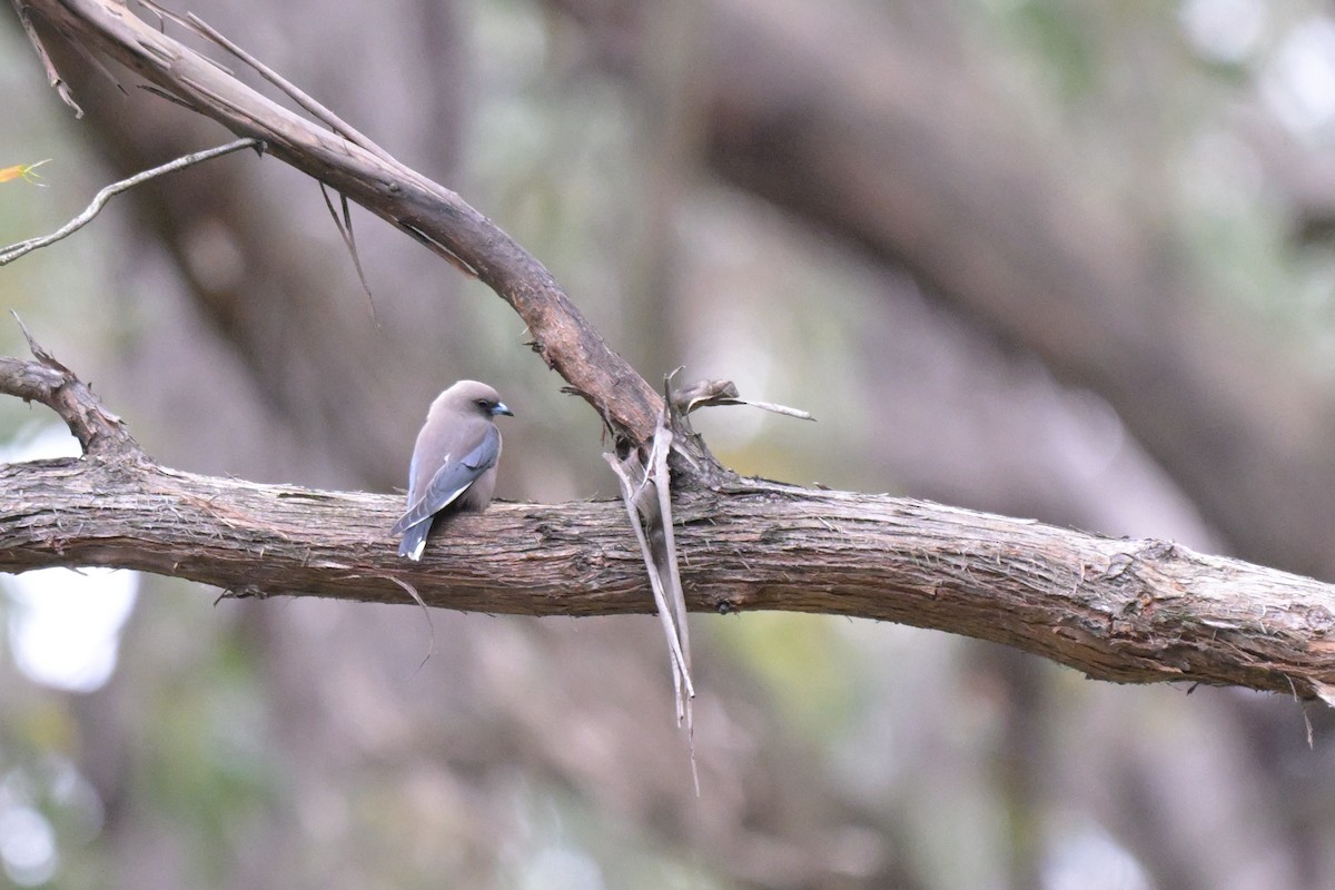 Dusky Woodswallow - ML643782630