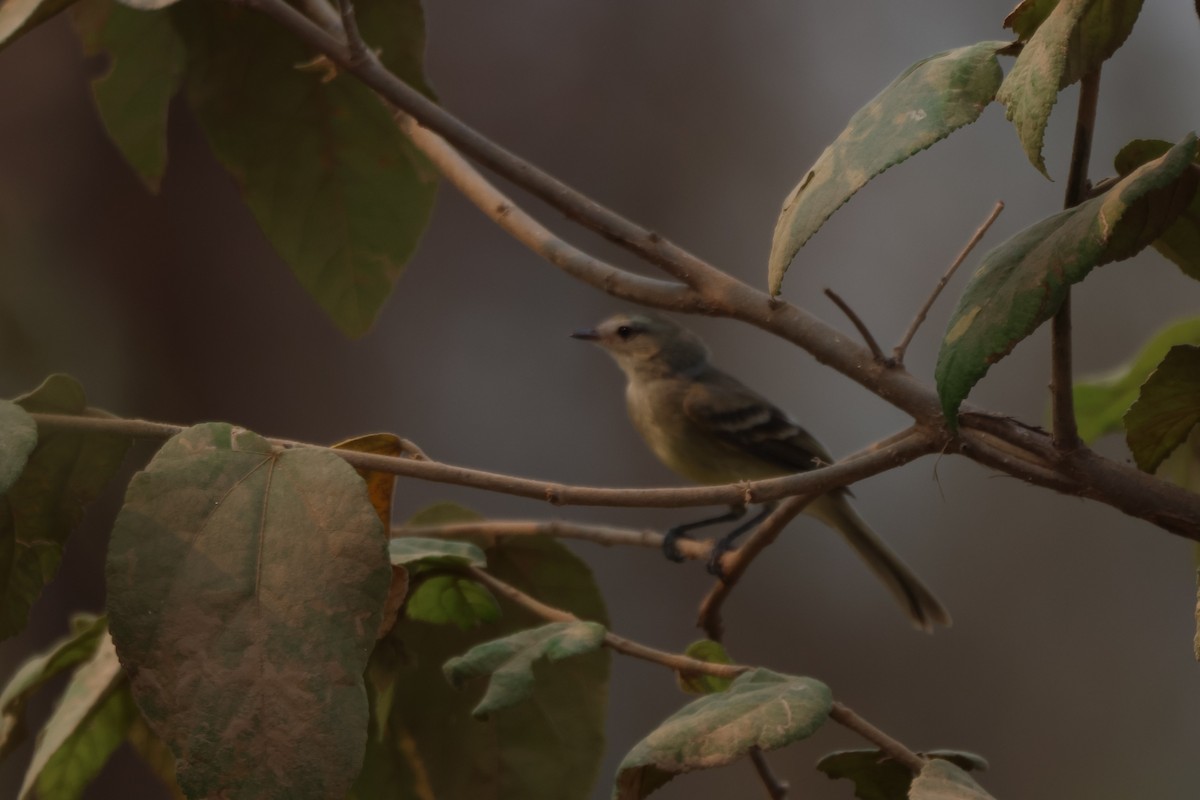 Yellow-bellied Elaenia - ML643782639