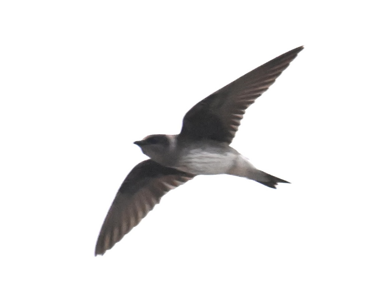 Purple Martin - ML643782658