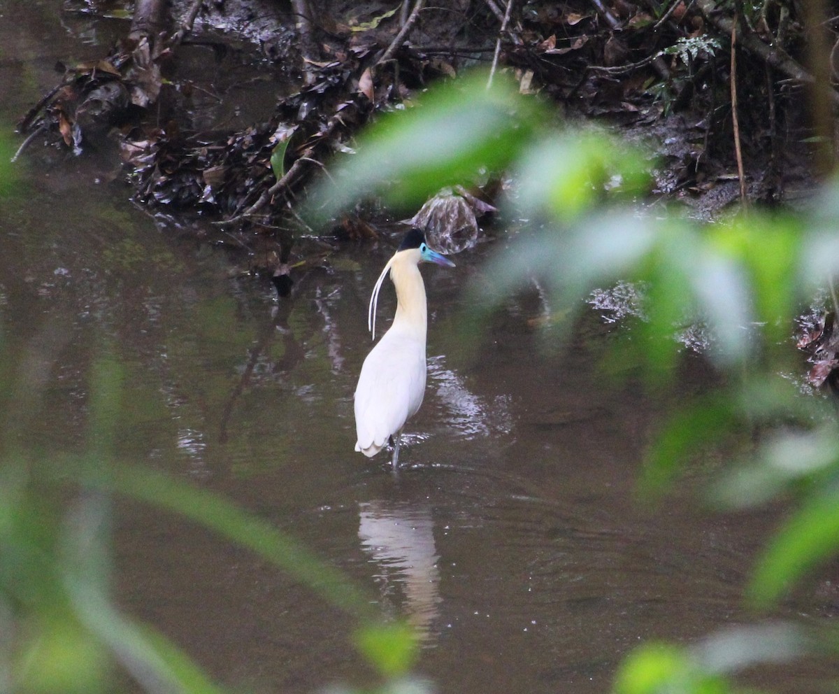 Capped Heron - ML643782715