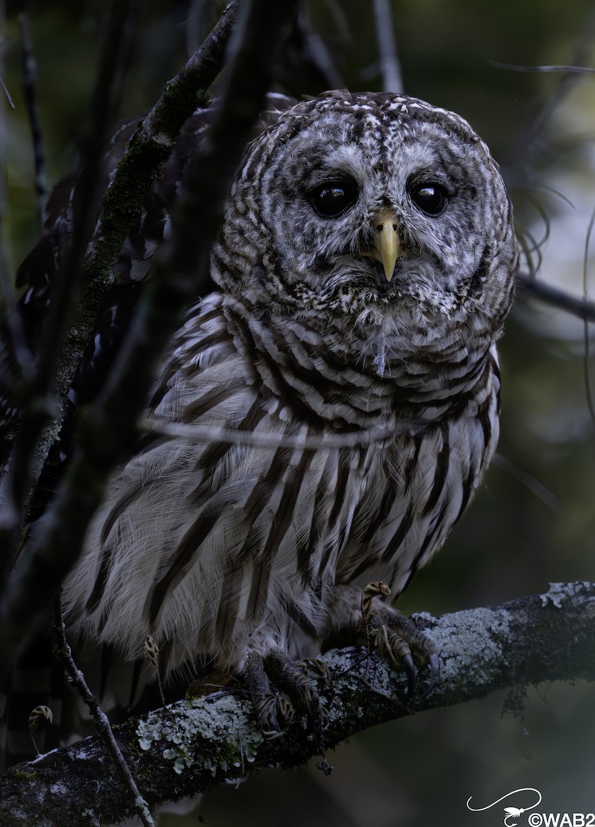 Barred Owl - ML643782716