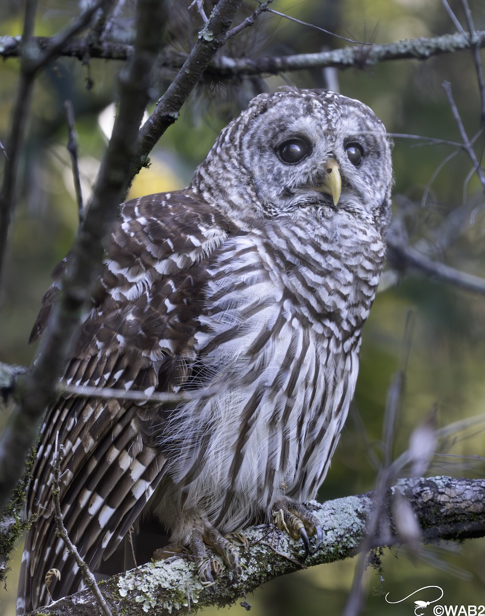 Barred Owl - ML643782717