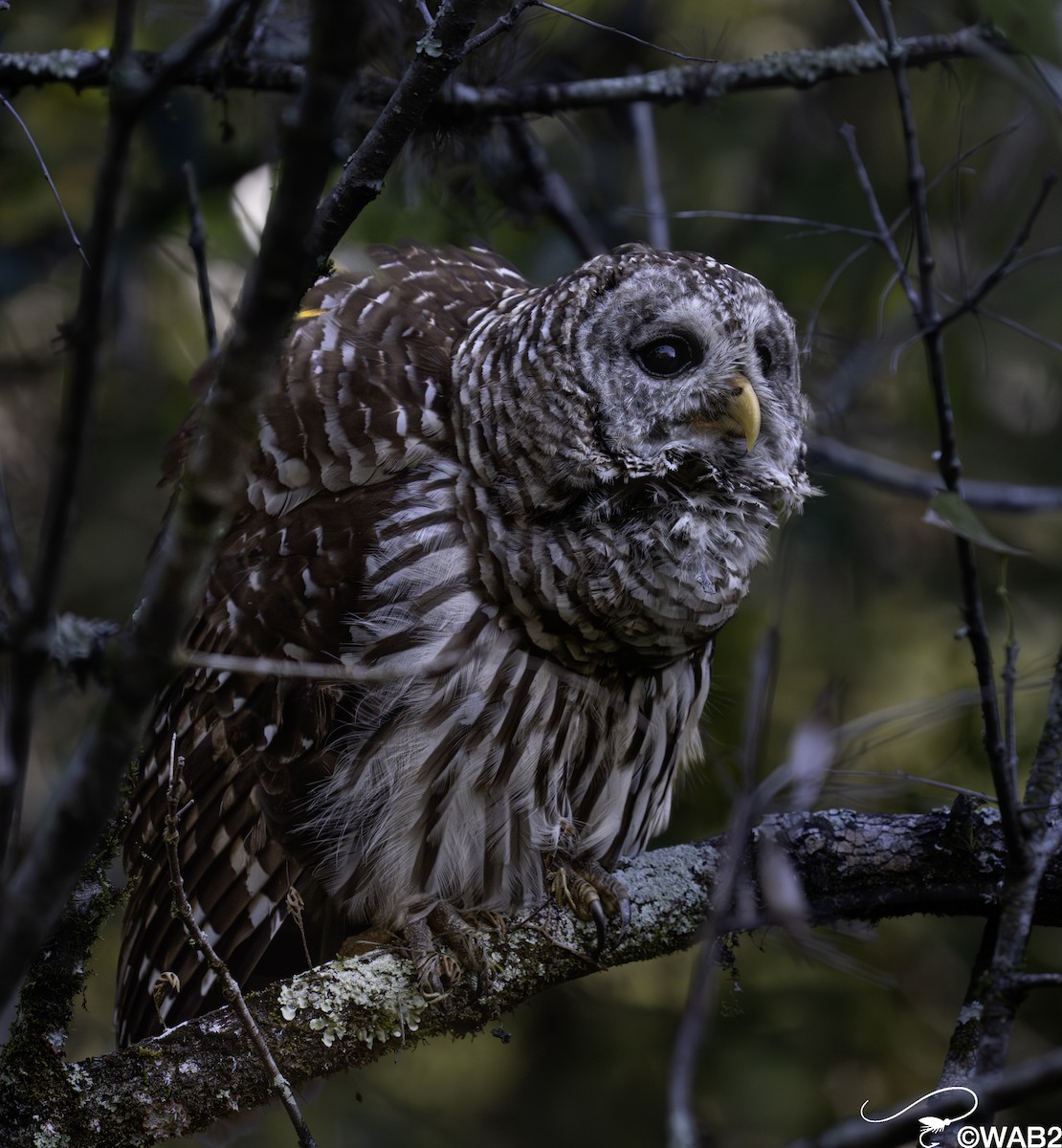 Barred Owl - ML643782718