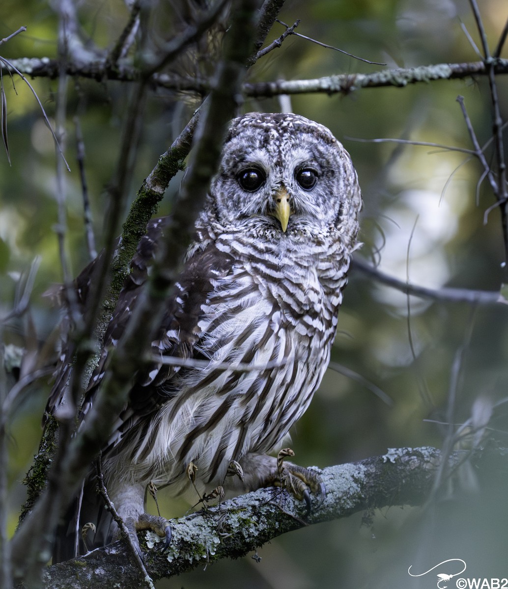 Barred Owl - ML643782719