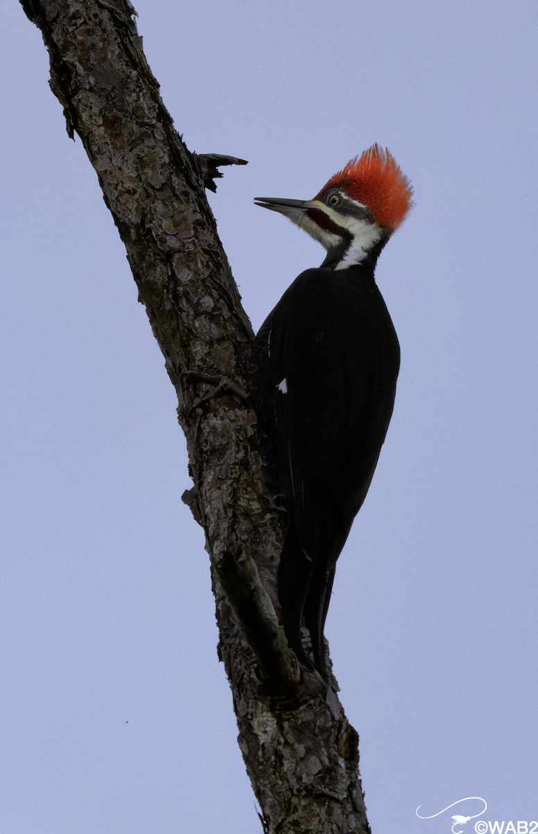 Pileated Woodpecker - ML643782730