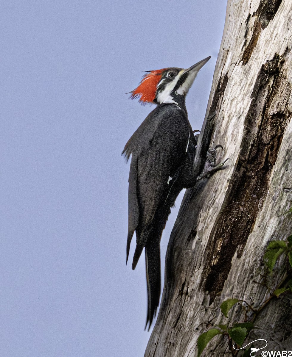 Pileated Woodpecker - ML643782731