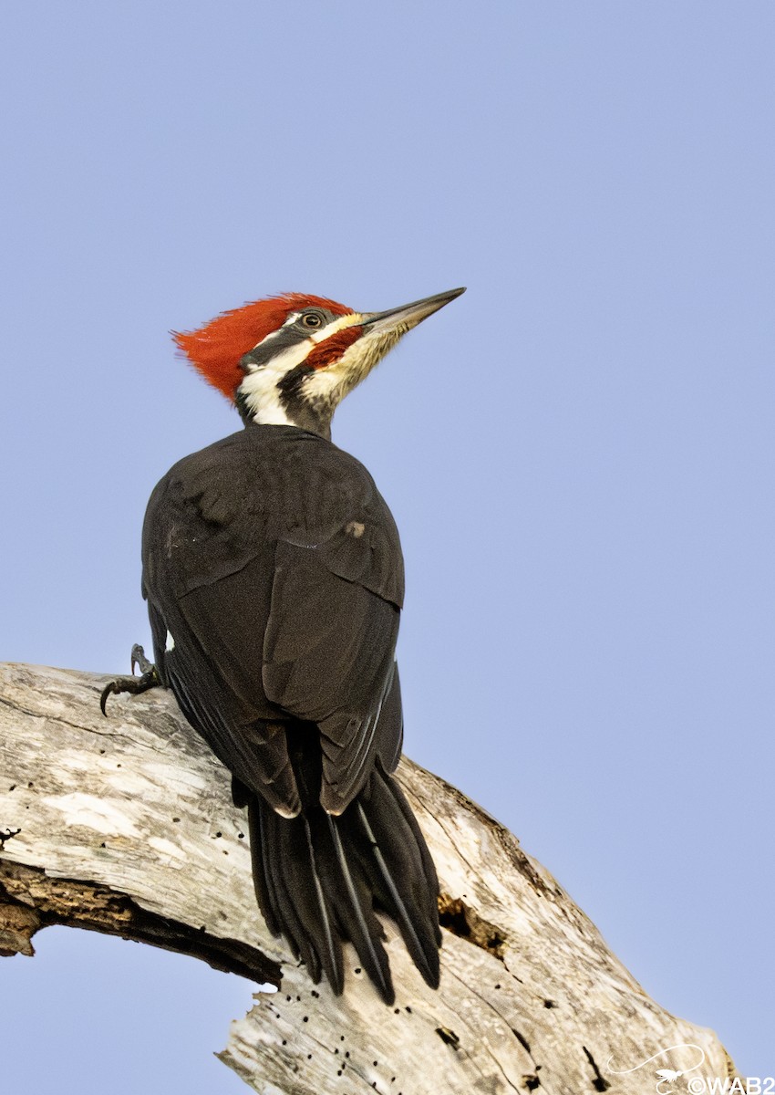 Pileated Woodpecker - ML643782732