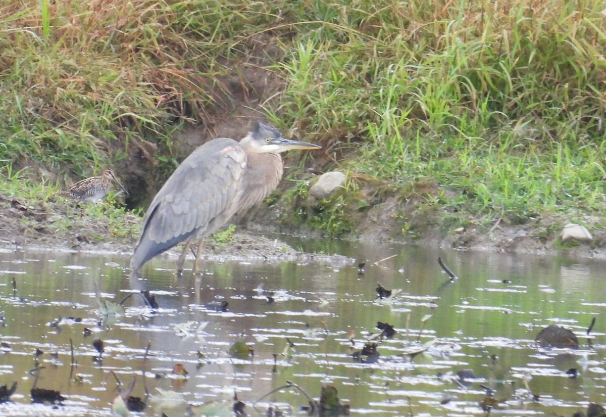 Great Blue Heron - ML643782733