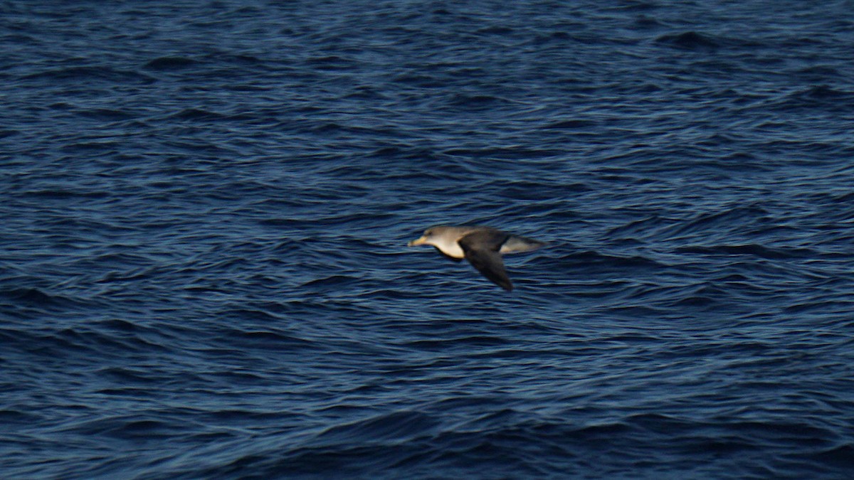 Scopoli's Shearwater - ML643782738