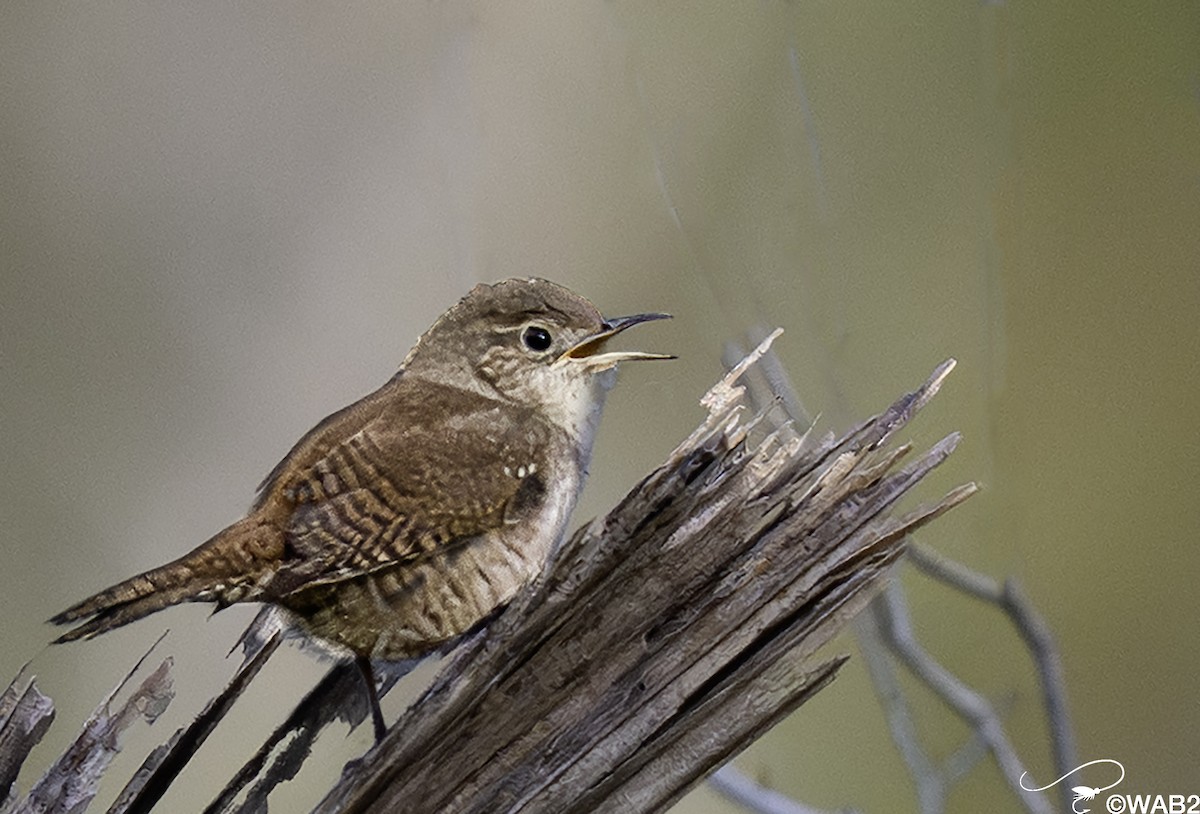 Northern House Wren - ML643782747