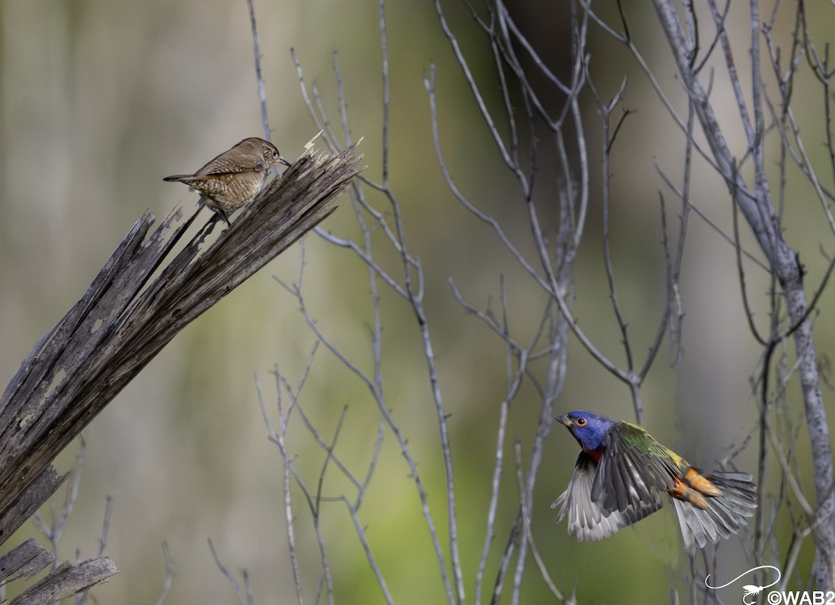Northern House Wren - ML643782748