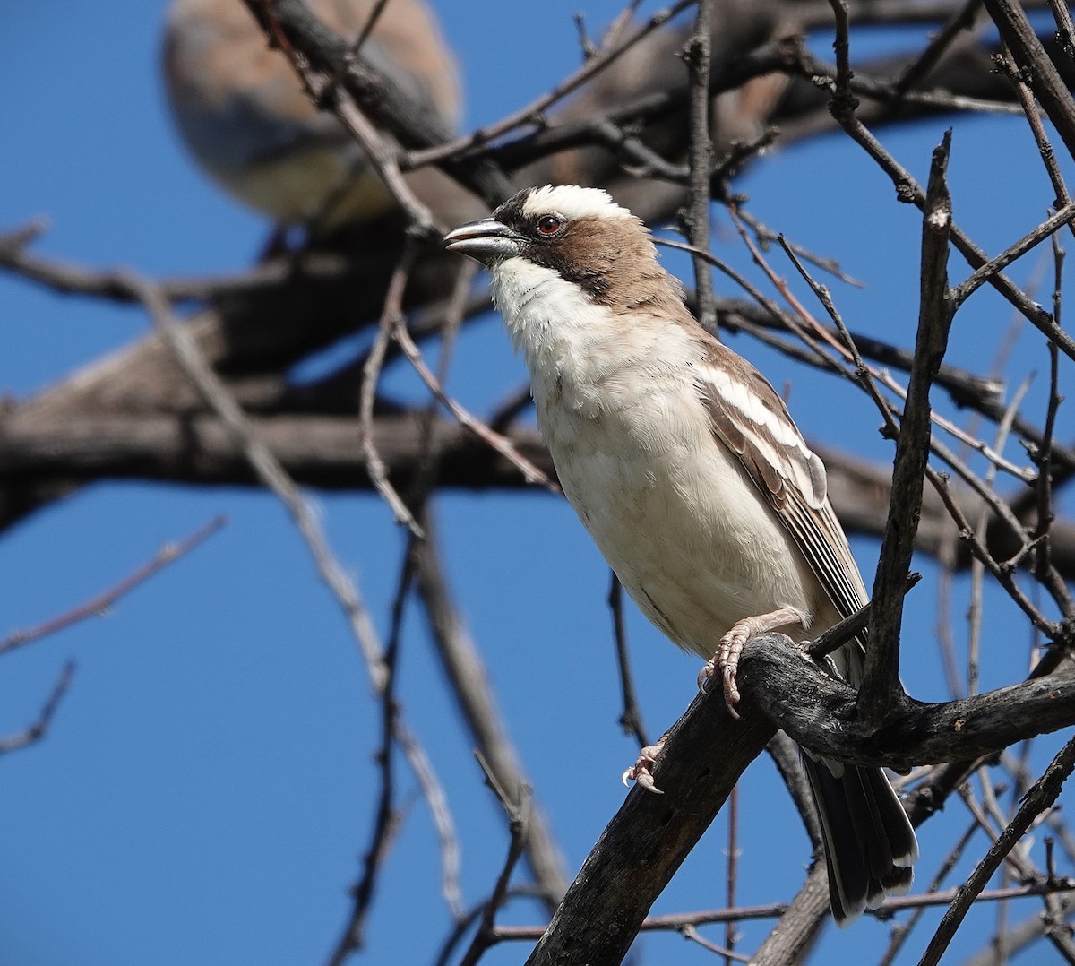White-browed Sparrow-Weaver - ML643782754