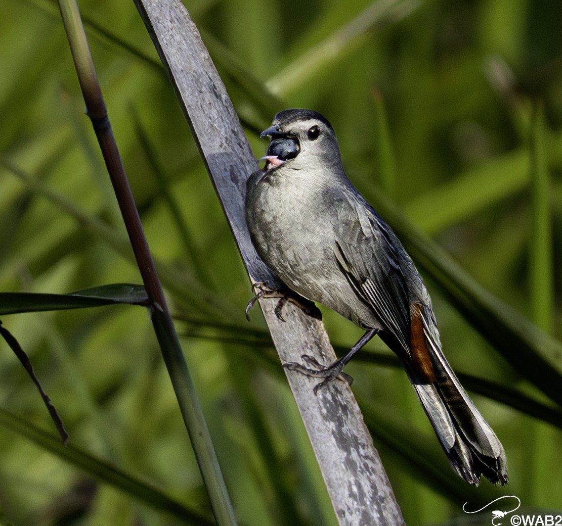 Gray Catbird - ML643782758
