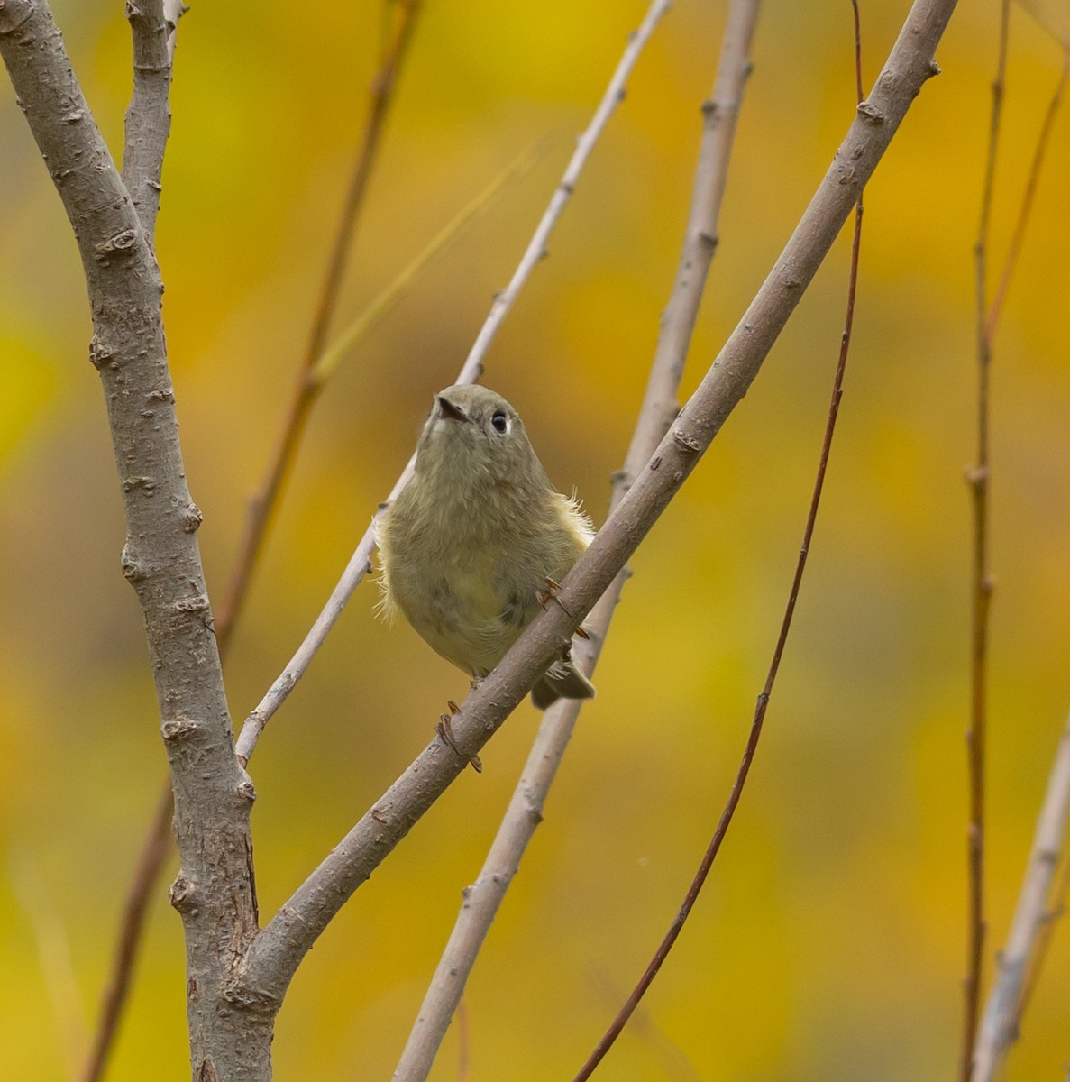 Ruby-crowned Kinglet - ML643782760