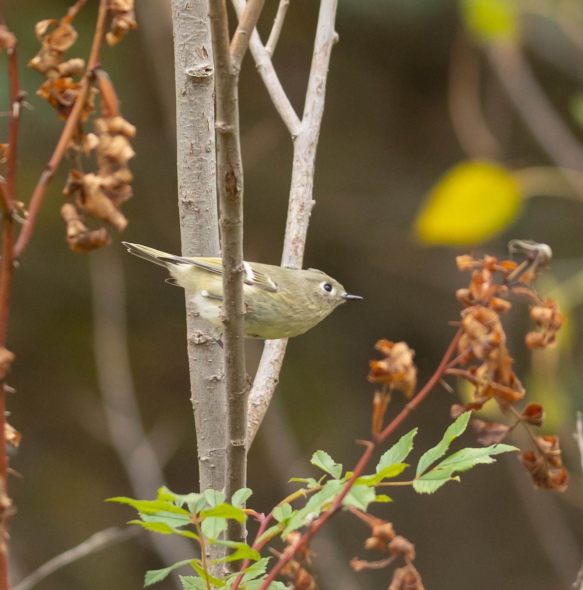 Ruby-crowned Kinglet - ML643782761