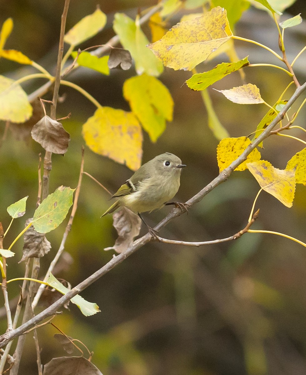 Ruby-crowned Kinglet - ML643782763